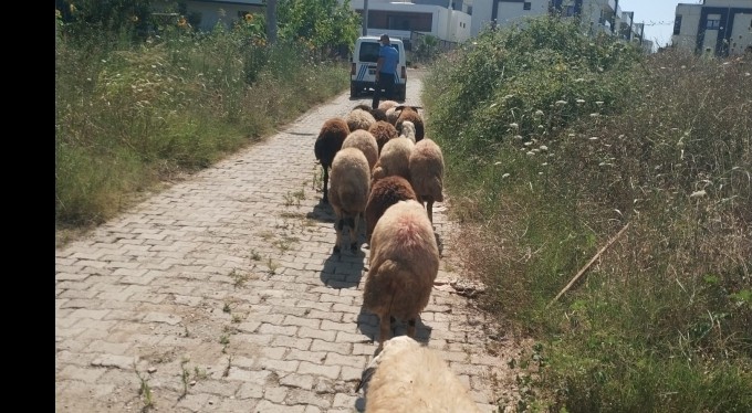Koyunları kaybolan çiftçinin yardımına Gemlik zabıtası koştu