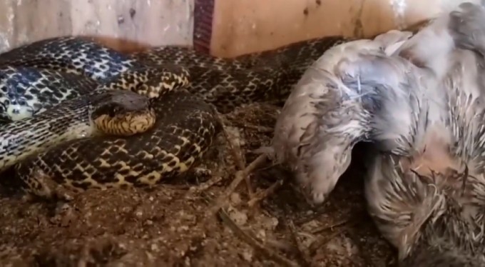 Kafeste güvercinleri boğan yılanı böyle yakaladı
