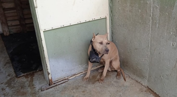 Bu köpekleri besleyenler dikkat