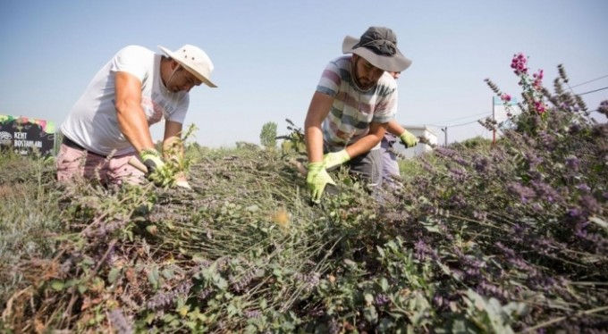 Kent Bostanları'nda lavantalar hasat edildi