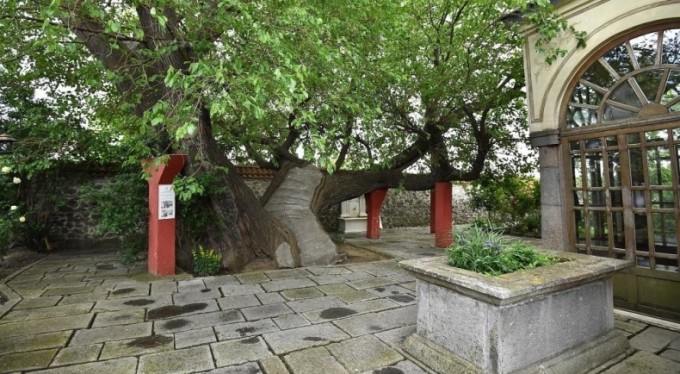 Kosova'daki Osmanlı y&acirc;dig&acirc;rı ağacı Osmangazi yaşatıyor