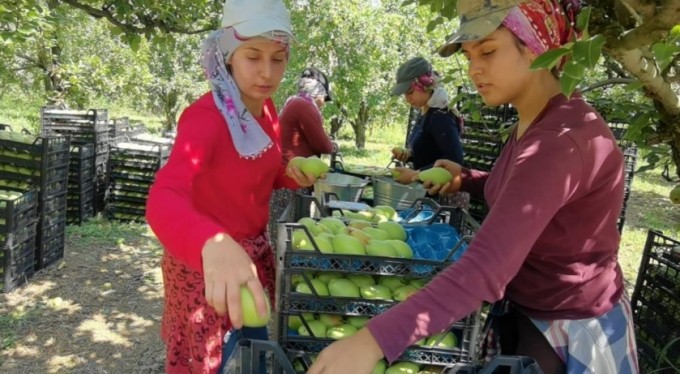 Bursa'da armut hasadı çiftçiyi mutlu etti