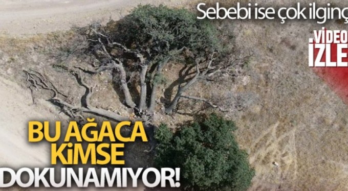 3 asırlık ağaca kimse dokunamıyor, sebebi ise çok farklı