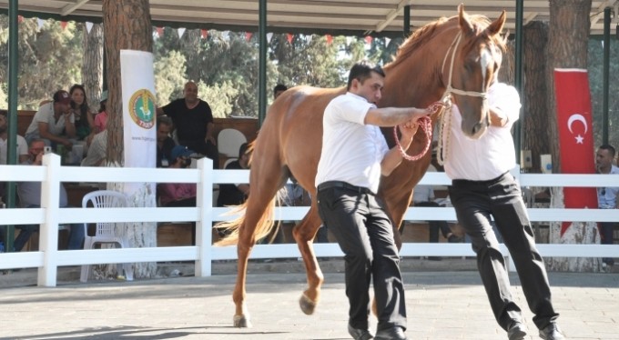 TİGEM tay satışından 8 milyon 541 bin liralık gelir elde etti