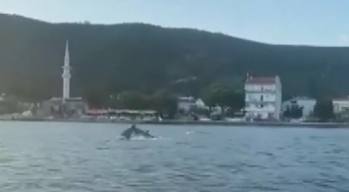 Müsilajdan temizlenen Gemlik körfezini yunuslar bastı