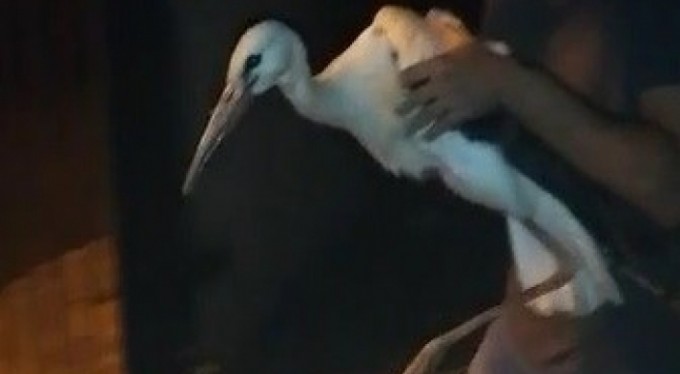 Ölmek üzere olan leyleğin yardımına koştular