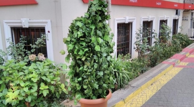 Bursa'da çığlık attıran ağaç