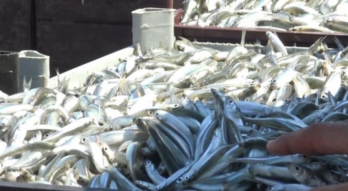 İznik Gölü'nde bu balık korkutuyor