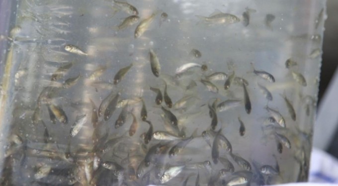 Bursa sularına 1 milyon 756 bin yavru sazan balığı bırakıldı