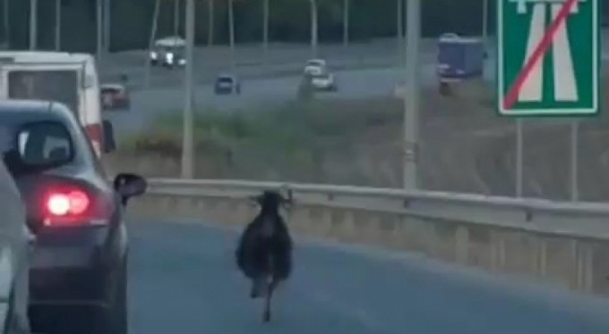 Otobana çıkan keçi, trafiği alt üst etti