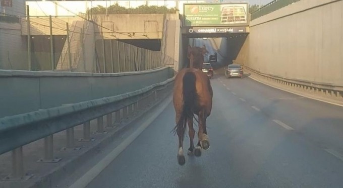 Bursa'da başıboş at ana yolda trafiği altüst etti