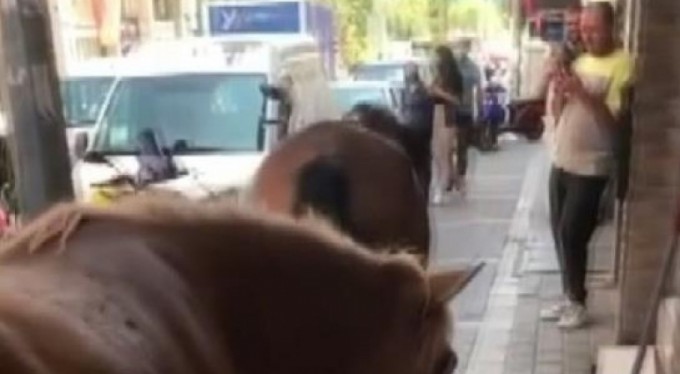 Bursa'da başıboş atlar her yerde