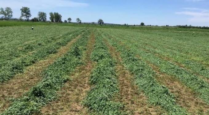 Tarla yolu meselesi yüzünden kan aktı