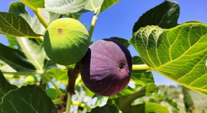 Siyah incir çiftçiyi üzdü