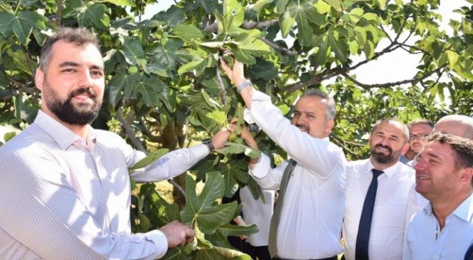 Bursa'nın inciri Çin pazarına hazırlanıyor