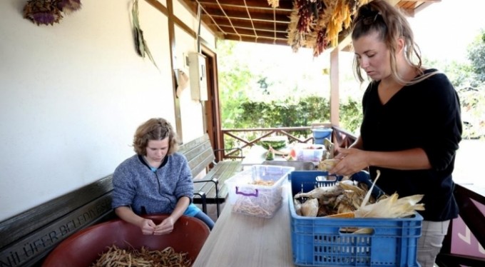 Nilüfer'de Kent Bostanları'nda tohum alma zamanı