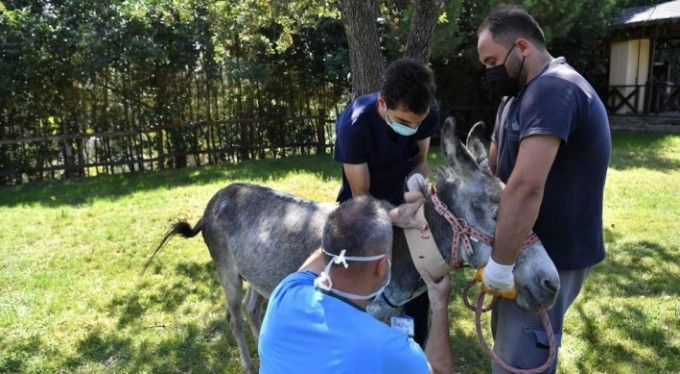 Yangınzede eşek iyileşince emekliye ayrılacak