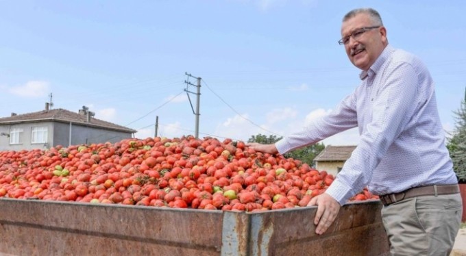 Karacabey'in salçalık domatesi karborsa