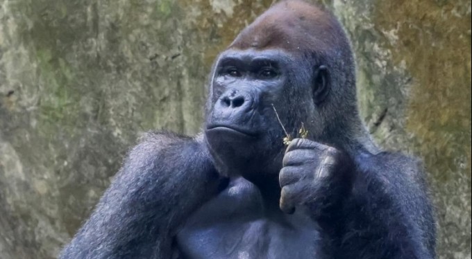 ABD'deki hayvanat bahçesinde Covid-19'a yakalanan gorillerin sayısı 18'e yükseldi