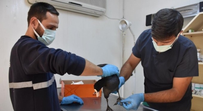 Yaralı yaban&icirc; kuşa Gemlik Belediyesi sahip çıktı