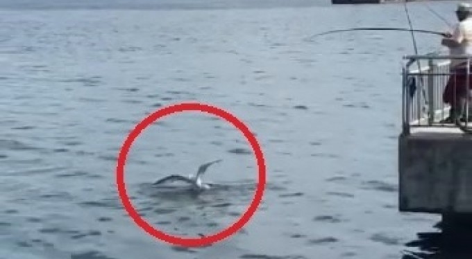 Bursa'da oltaya balık yerine martı takıldı