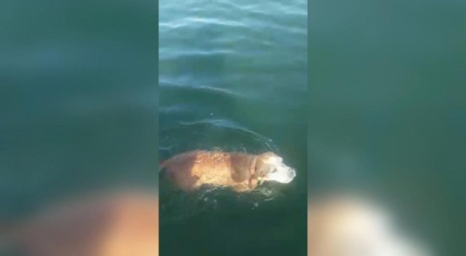 Denizde boğulmak üzere olan köpeği balıkçılar son anda kurtardı