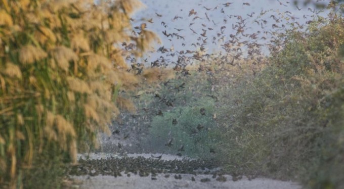 Serçelerin muhteşem göçü