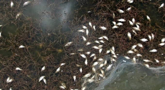 Korkutan çevre felaketi, gölün kıyısı ölü balıklarla doldu