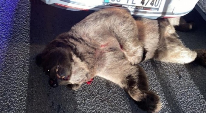 Otomobilin çarptığı ayı telef oldu