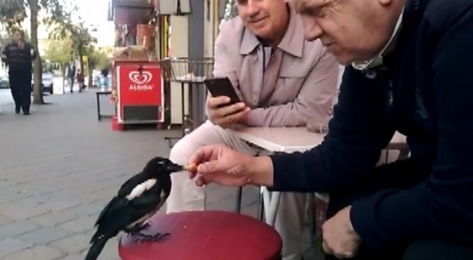 Bu saksağan kendine döner ısmarlatıyor