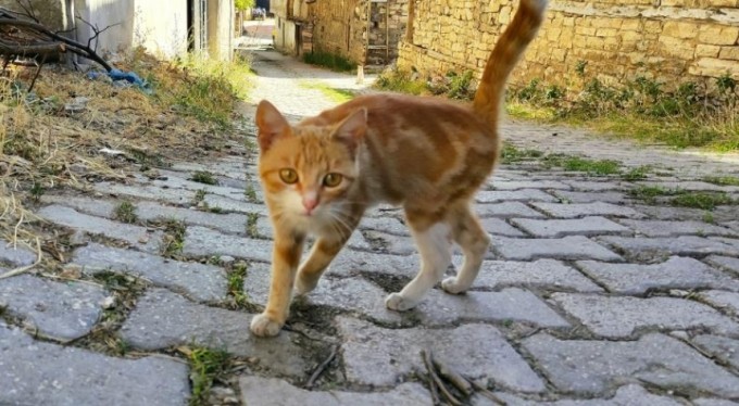 "Yırtıcı hayvanlar parçalasın" diye bırakılan kedilere köylüler sahip çıktı