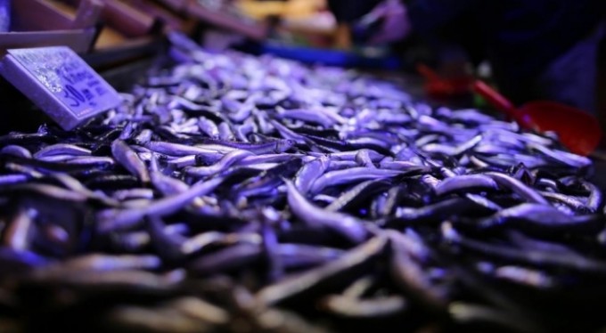 Bursa'da balık bereketi