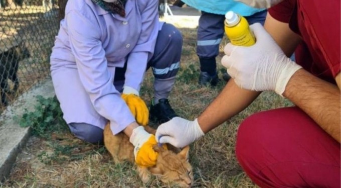 Villa kedileri parazitlere karşı ilaçlandı