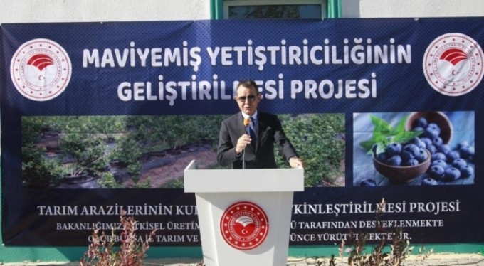 Bursa'da üreticilere "mavi yemiş" fidanı dağıtıldı