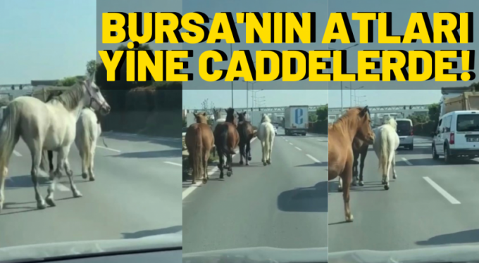 Bursa'nın başı boş atlarlar imtihanı bitmiyor
