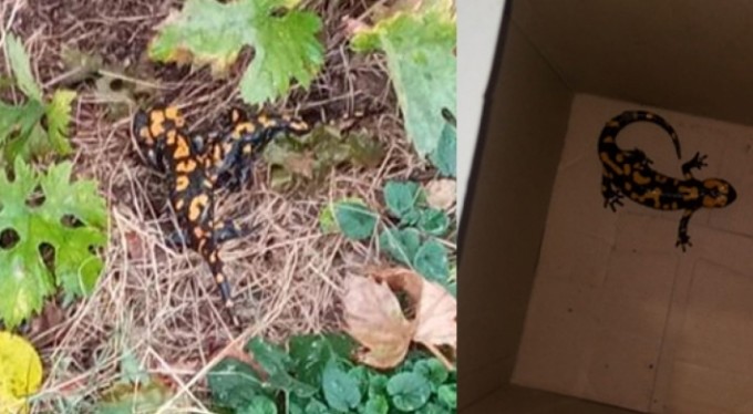 Adana'da nesli tükenmekte olan 'Türk semenderi' bulundu