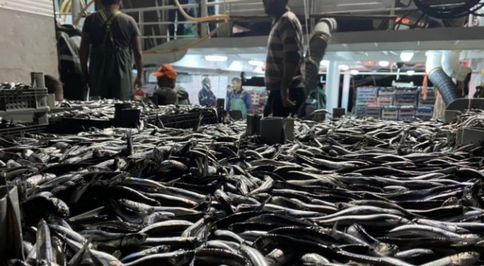 Karadeniz'de hamsi bereketi