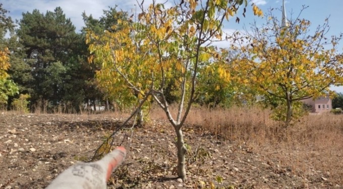 Bursa'da yaban domuzları ceviz bahçesini talan etti