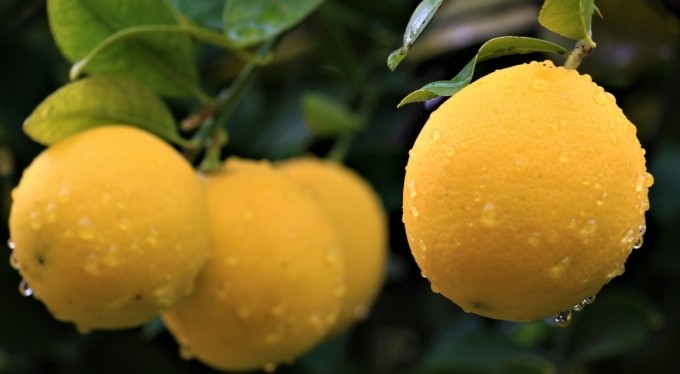 Kilosu 40 kuruşa düşen limon dalında sarardı