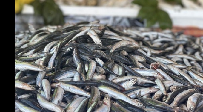 Palamut azaldı, hamsi bollaştı