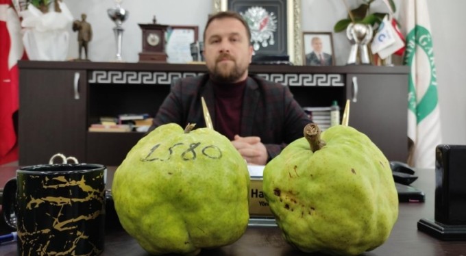 Türkiye'nin meyve ambarı...Futbol topu gibi armutlar şaşırtıyor