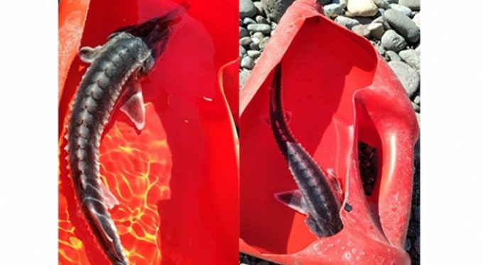 Havyarı tam 2 milyon liraya alıcı buluyor