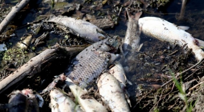 Balık ölümleri tedirgin ediyor