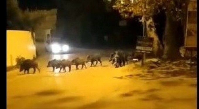 Bursa'da aç kalan domuz sürüsü ilçe merkezine indi