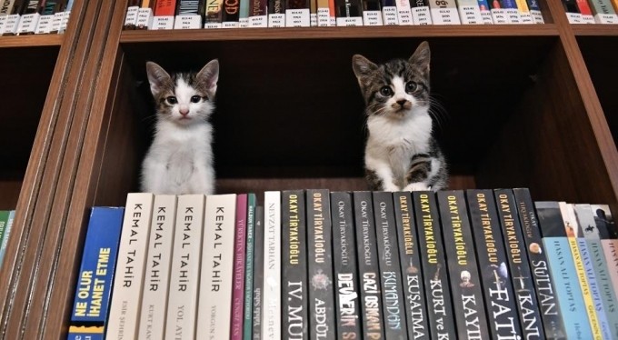 Bu Kıraathanede ev sahibi kediler