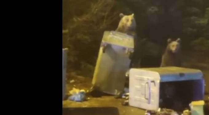 Uludağ'da aç kalan ayı ailesi yerleşime indi çöp konteynerlerini böyle dağıttı