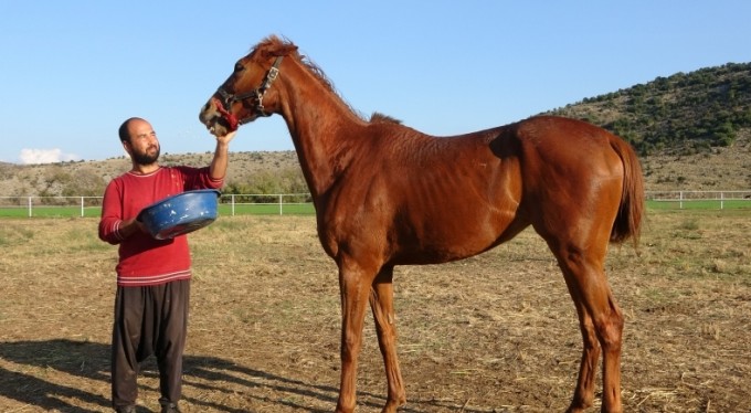 Servet değerindeki atlar, Türkiye'nin dört bir yanından ilgi görüyor