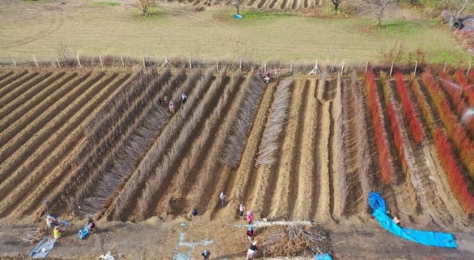 9 ülkeye çöğür ihracatı.. Bursa fidancılıkta Türkiye lideri