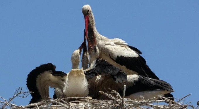 Küçük Venedik'te leylek yuvasına kentsel dönüşüm