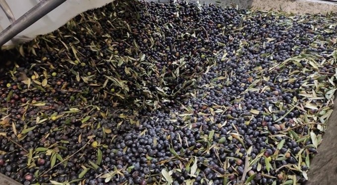 Ağaçlar yandı, zeytin yağı 50 lirayı buldu